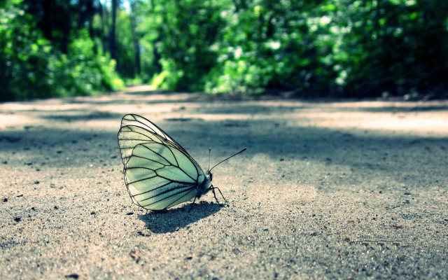 Butterfly forest path nature macro free wallpaper for desktop - medium preview image