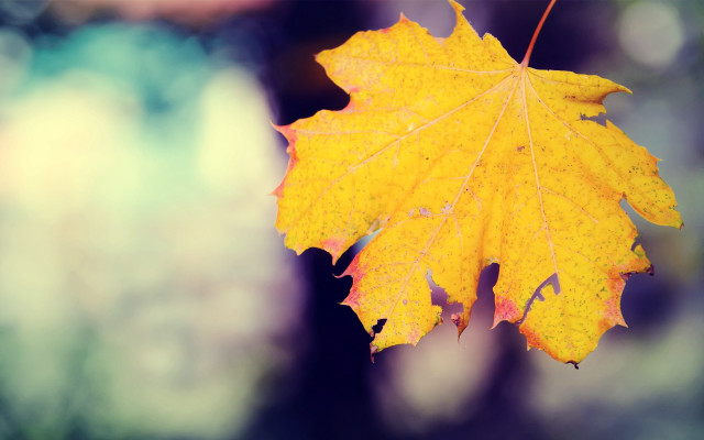 Yellow leaf fall trees moon free wallpaper for desktop - medium preview image