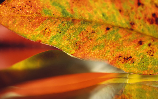 Leaf reflection autumn fire macro free wallpaper for desktop - medium preview image