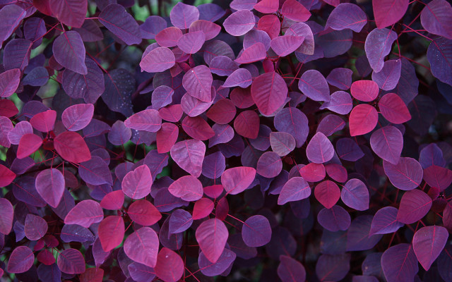 Purple leaves sunlight green background free wallpaper for desktop - medium preview image