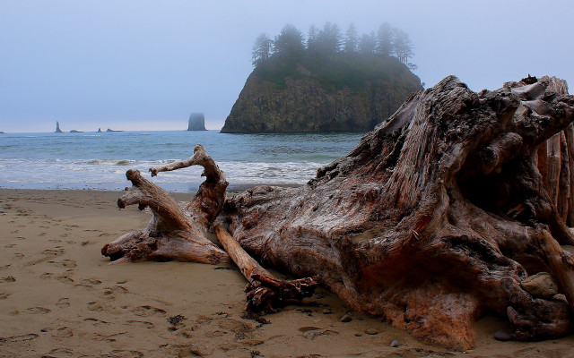 Large tree stump beach ocean free wallpaper for desktop - medium preview image