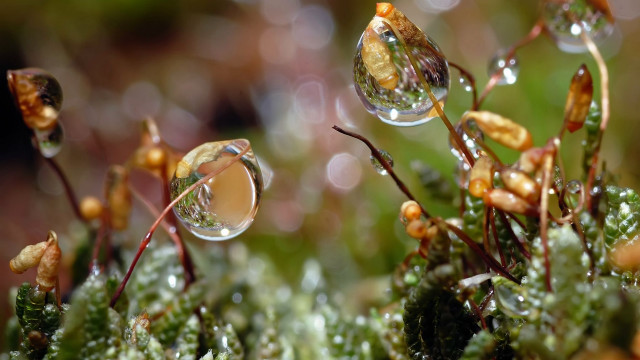 Plant water droplets macro bokeh free wallpaper for desktop - medium preview image