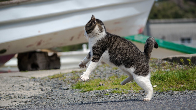 Cat jumping beach boat motion free wallpaper for desktop - medium preview image