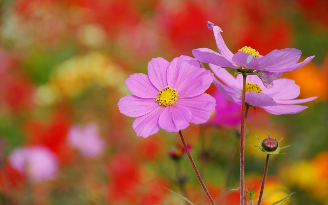 Pink yellow flower field bokeh free wallpaper for desktop - medium preview image