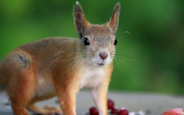 Squirrel table apple blurry photorealistic free wallpaper for desktop - medium preview image