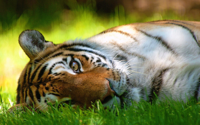 Tiger resting closed open bush free wallpaper for desktop - medium preview image