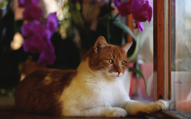 Cat purple flowers vase blurry free wallpaper for desktop - medium preview image