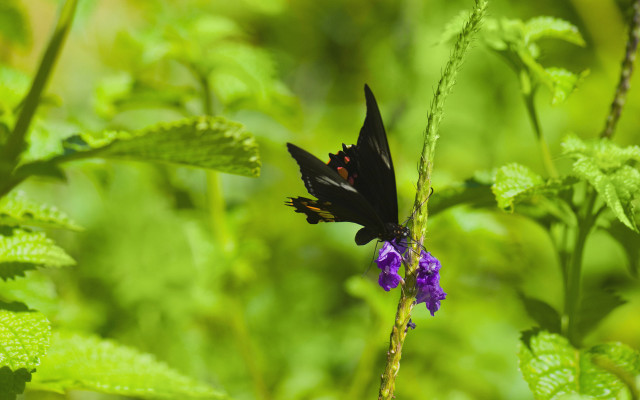Black butterfly purple flower green free wallpaper for desktop - medium preview image