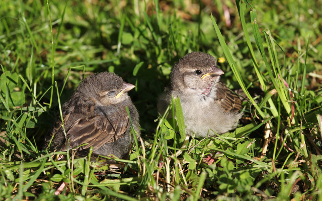 Small birds grass sunny macro free wallpaper for desktop - medium preview image