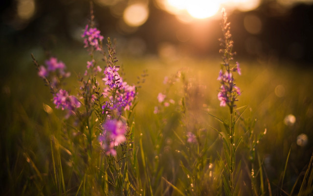 Purple flower field sunset bokeh free wallpaper for desktop - medium preview image