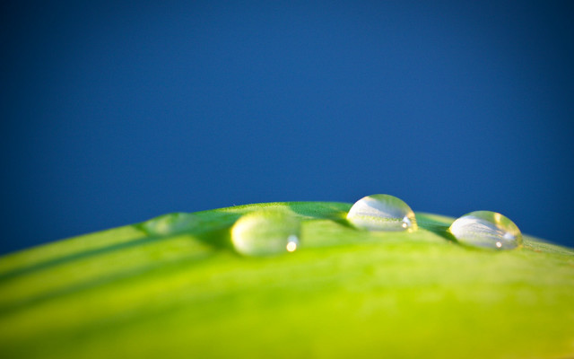 Green leaf water drops blue #5 free wallpaper for desktop - medium preview image