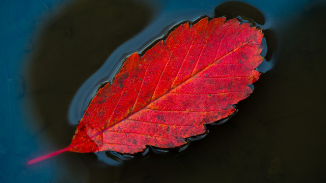 Leaf water red tip macro free wallpaper for desktop - medium preview image