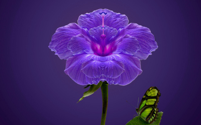 Butterfly purple flower magic realism free wallpaper for desktop - medium preview image