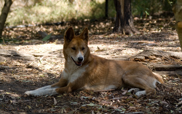Dog lying woods blurry australian free wallpaper for desktop - medium preview image