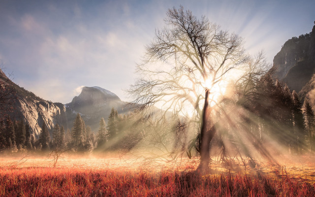 Tree mountains fog sunset volumetric free wallpaper for desktop - medium preview image