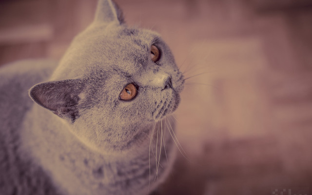 Gray cat white face brown free wallpaper for desktop - medium preview image