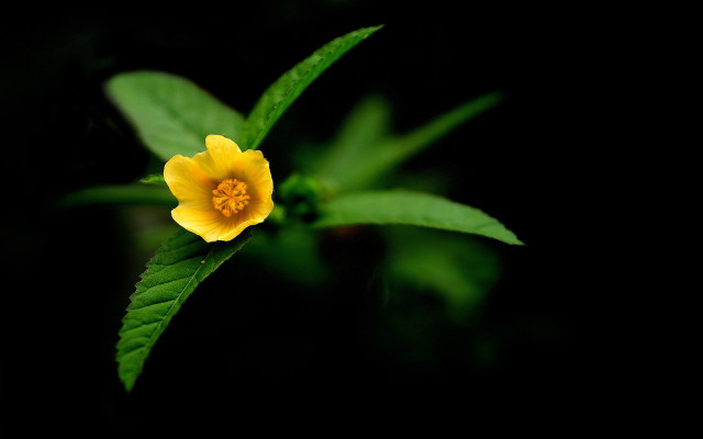 Yellow flower green leaves macro #2 free wallpaper for desktop - medium preview image