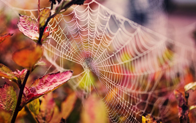 Spiderweb fallleaves redyellow background macro free wallpaper for desktop - medium preview image