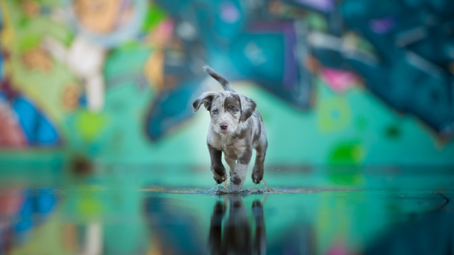 Dog reflection graffiti motion blur free wallpaper for desktop - medium preview image