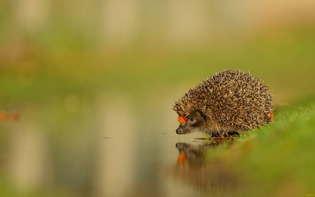 Hedgehog water grass outdoors tiltshift free wallpaper for desktop - medium preview image
