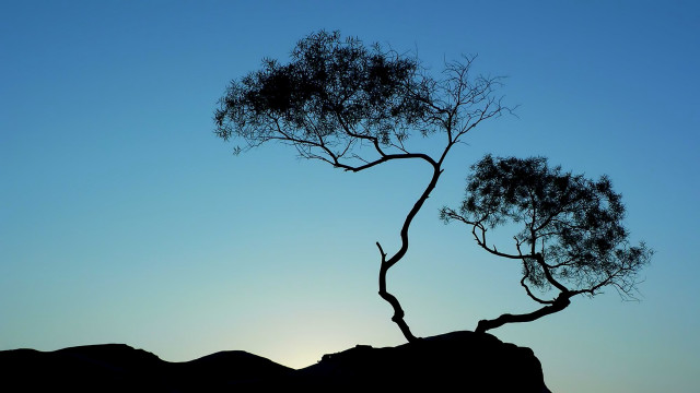 Silhouetted tree blue sky mountain free wallpaper for desktop - medium preview image