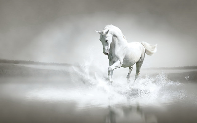 White horse running foggy water #2 free wallpaper for desktop - medium preview image