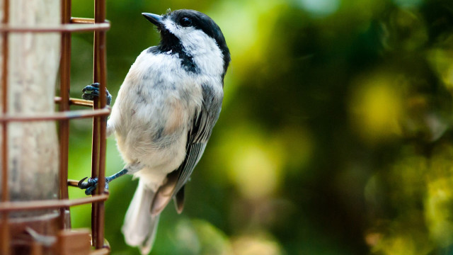Bird perched bird feeder sunlight free wallpaper for desktop - medium preview image
