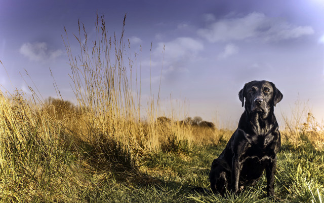 Black dog tall grass sunset free wallpaper for desktop - medium preview image