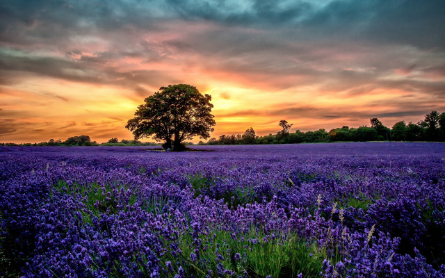 Purple flowers sunset landscape city free wallpaper for desktop - medium preview image