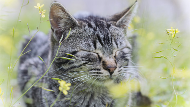 Cat sleeping grass blurry nature free wallpaper for desktop - medium preview image