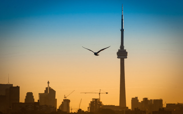Bird skyline sunset matte city free wallpaper for desktop - medium preview image
