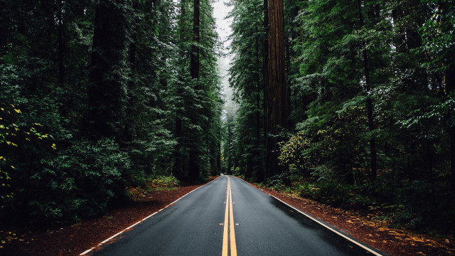 Forest road aurora fireworks milkyway free wallpaper for desktop - medium preview image