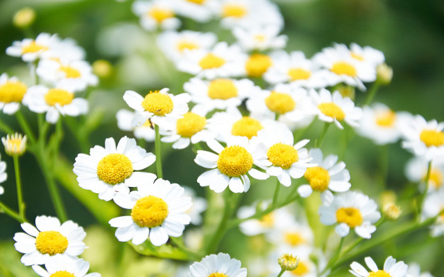 White yellow flower field bokeh free wallpaper for desktop - medium preview image