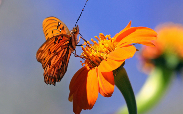 Butterfly flower blue sky green #2 free wallpaper for desktop - medium preview image