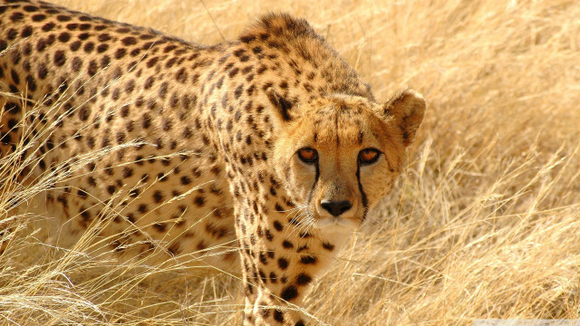 Cheetah walking dry grass field free wallpaper for desktop - medium preview image
