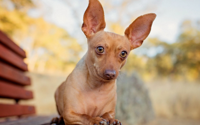 Small dog sad bench outdoors free wallpaper for desktop - medium preview image