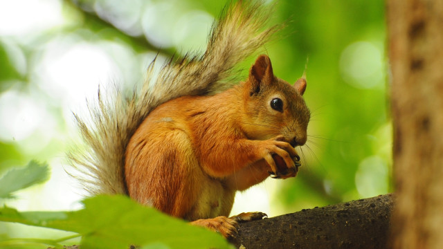Squirrel eating nut forest blurry free wallpaper for desktop - medium preview image