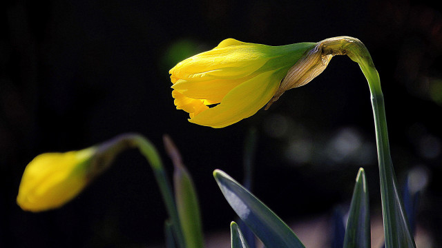 Yellow flower green leaves blurry #2 free wallpaper for desktop - medium preview image