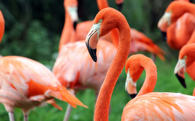Flamingos grass photorealistic bokeh depthofield free wallpaper for desktop - medium preview image