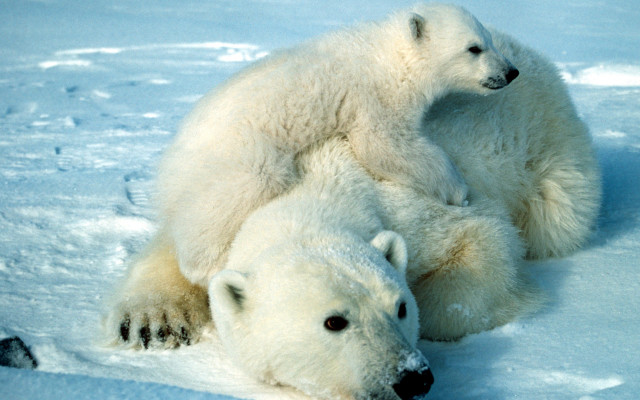 Polar bears hugging snow ecological free wallpaper for desktop - medium preview image