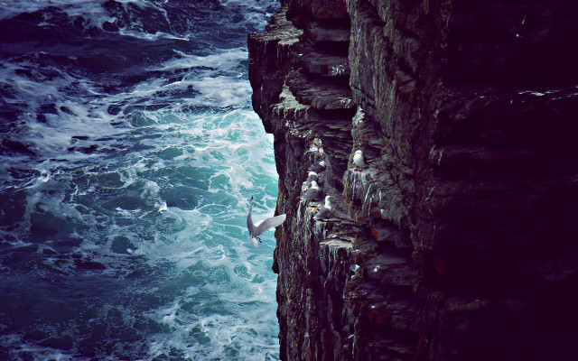 Bird ocean cliff waves scene free wallpaper for desktop - medium preview image