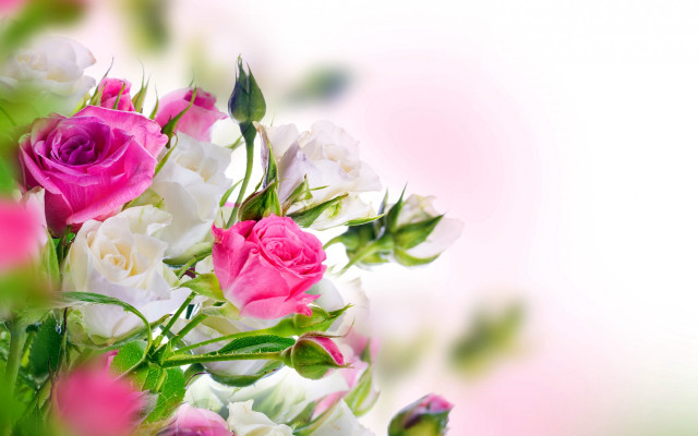 Bouquet pink white roses blurry free wallpaper for desktop - medium preview image