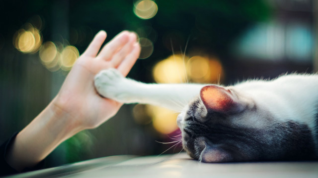 Cat reach human renaissance blurry free wallpaper for desktop - medium preview image