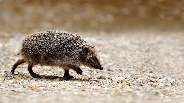 Hedgehog walking gravel road forest free wallpaper for desktop - medium preview image