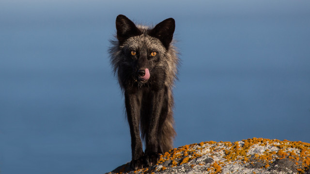 Black wolf rock tongue out free wallpaper for desktop - medium preview image