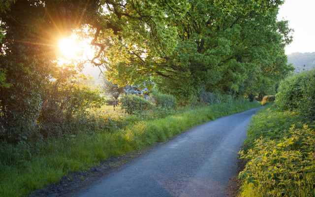 Sunshine road forest lens flare free wallpaper for desktop - medium preview image