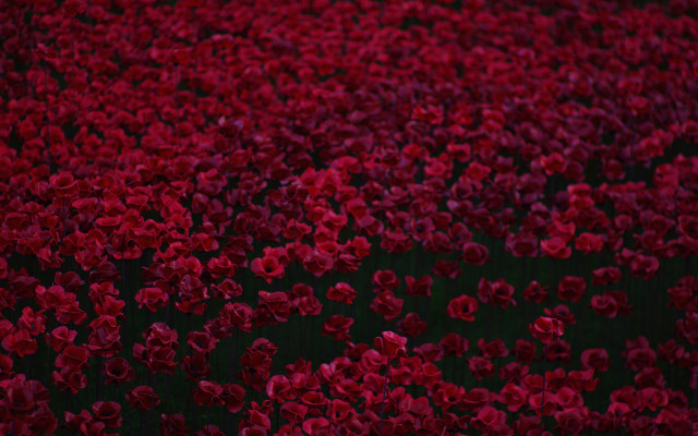 Red flower field umbrella bouquet free wallpaper for desktop - medium preview image