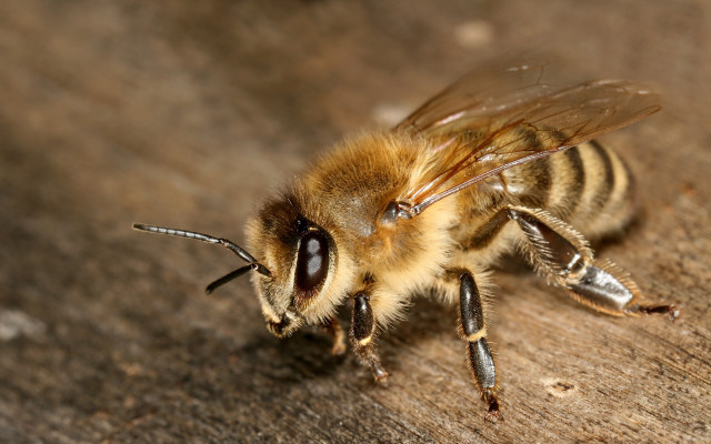 Bee wooden surface eyes closed free wallpaper for desktop - medium preview image