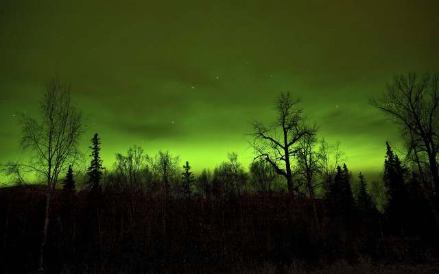 Green sky stars forest fireflies free wallpaper for desktop - medium preview image