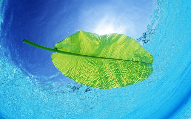 Leaf floating water blue sky #3 free wallpaper for desktop - medium preview image